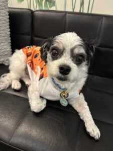 チップ　ハロウィン洋服